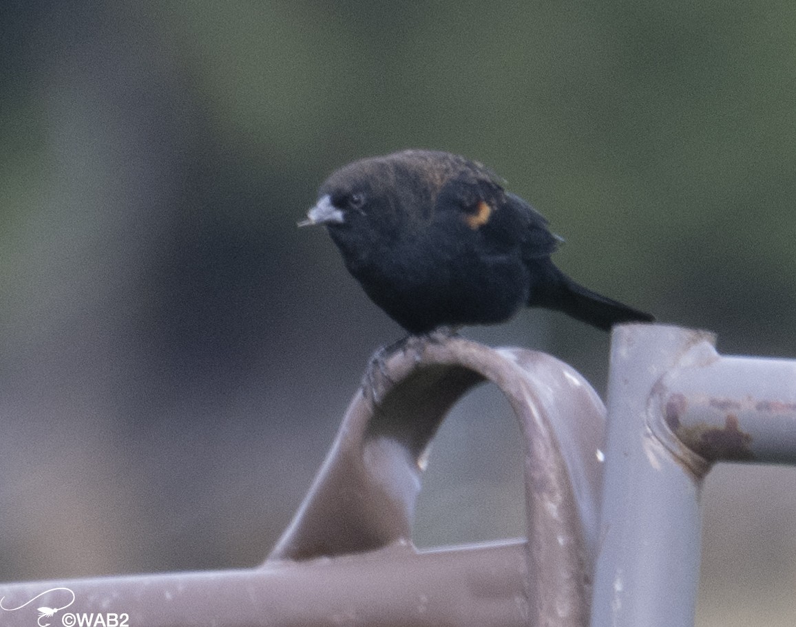 Red-winged Blackbird - William Blodgett Jr.