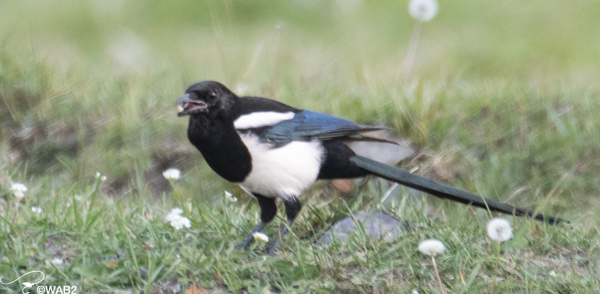 Black-billed Magpie - ML609936198