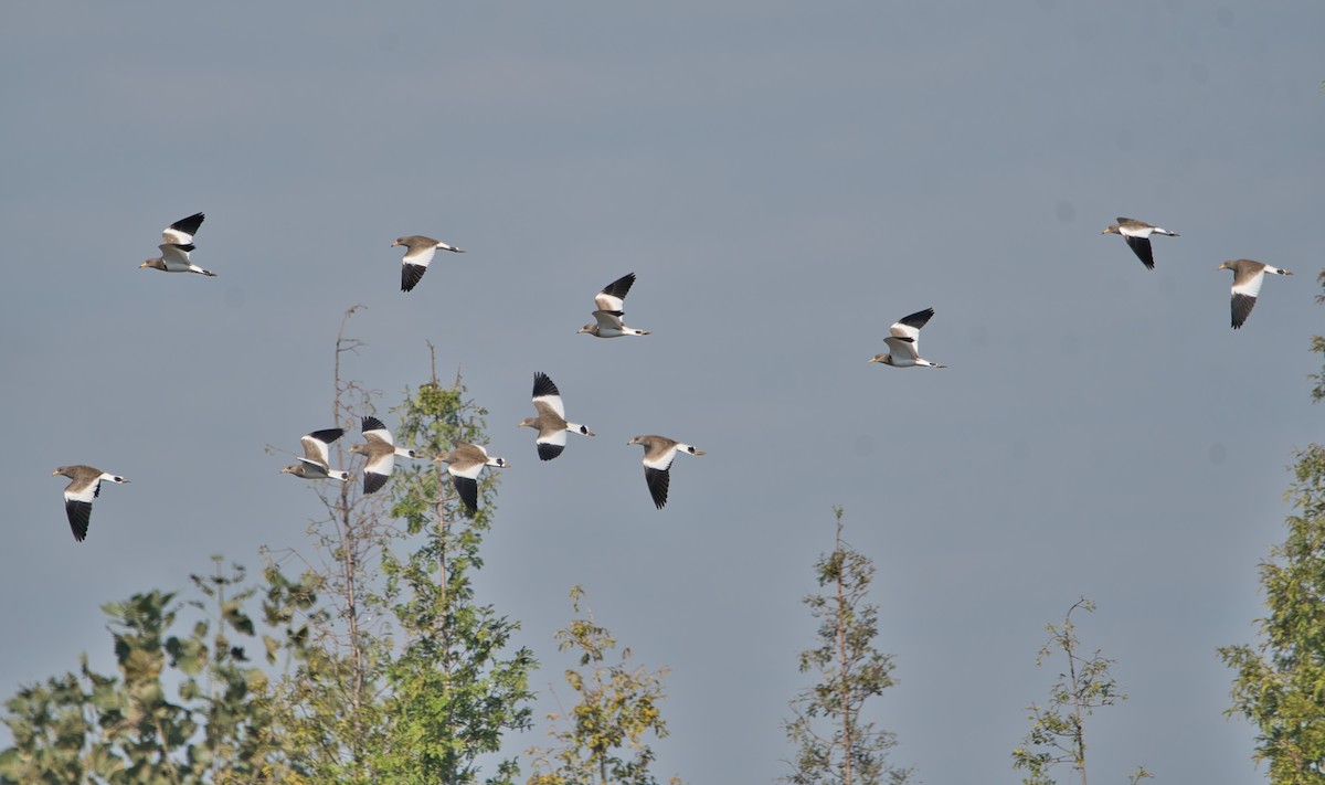 Gray-headed Lapwing - ML609936287