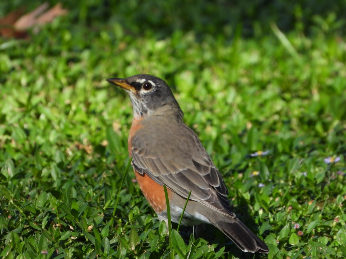 American Robin - ML609936296