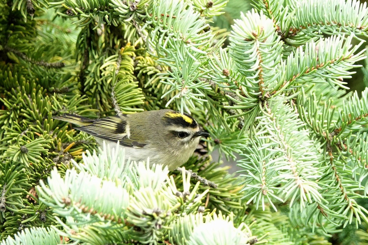 Golden-crowned Kinglet - Louise Courtemanche 🦅