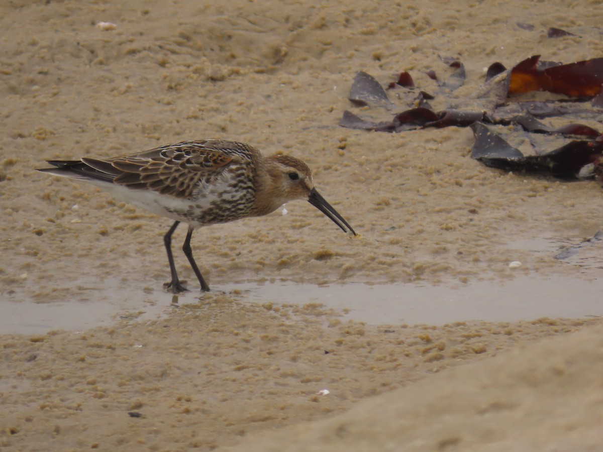 Curlew Sandpiper - ML609936348