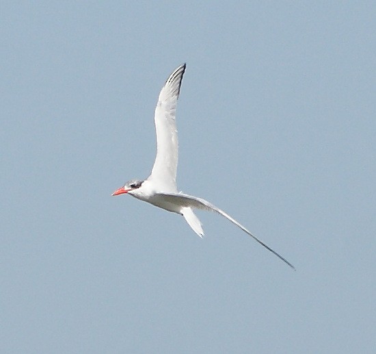 Caspian Tern - ML609936362