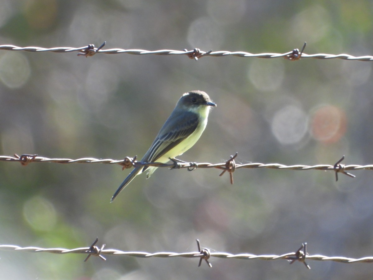 Eastern Phoebe - ML609936416