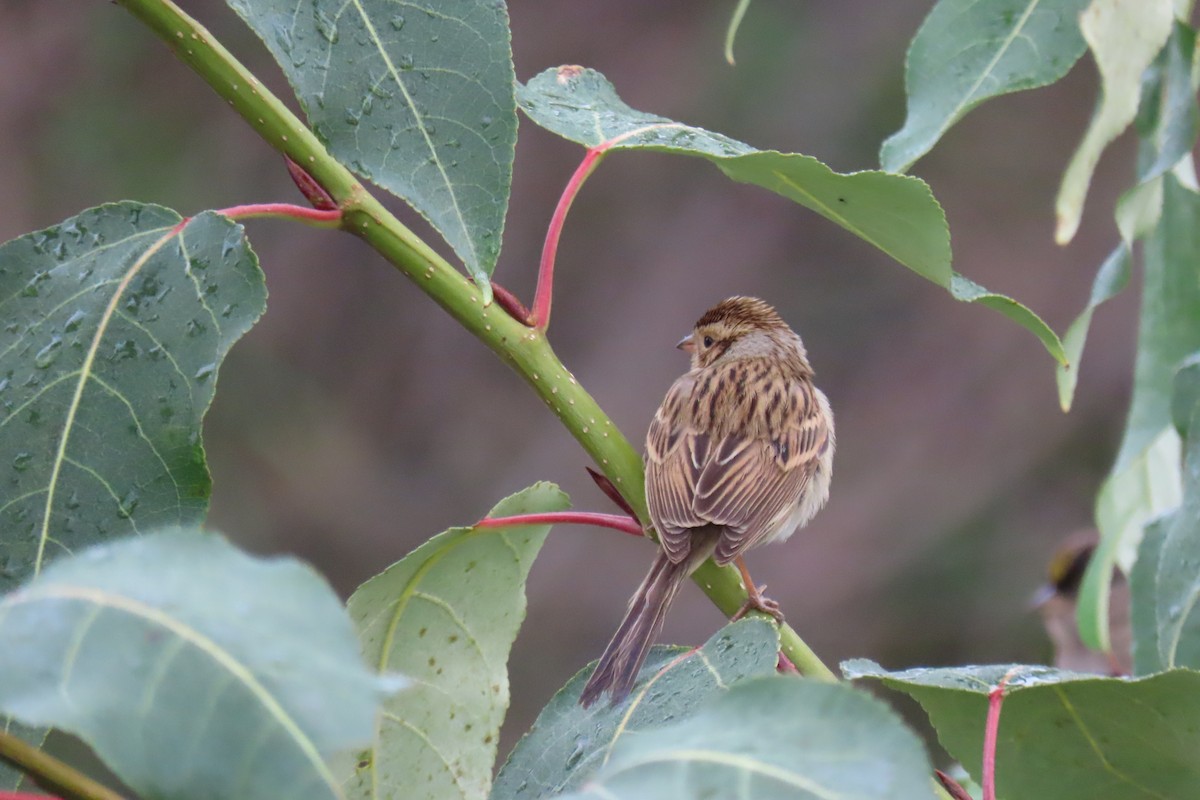 Clay-colored Sparrow - ML609936641