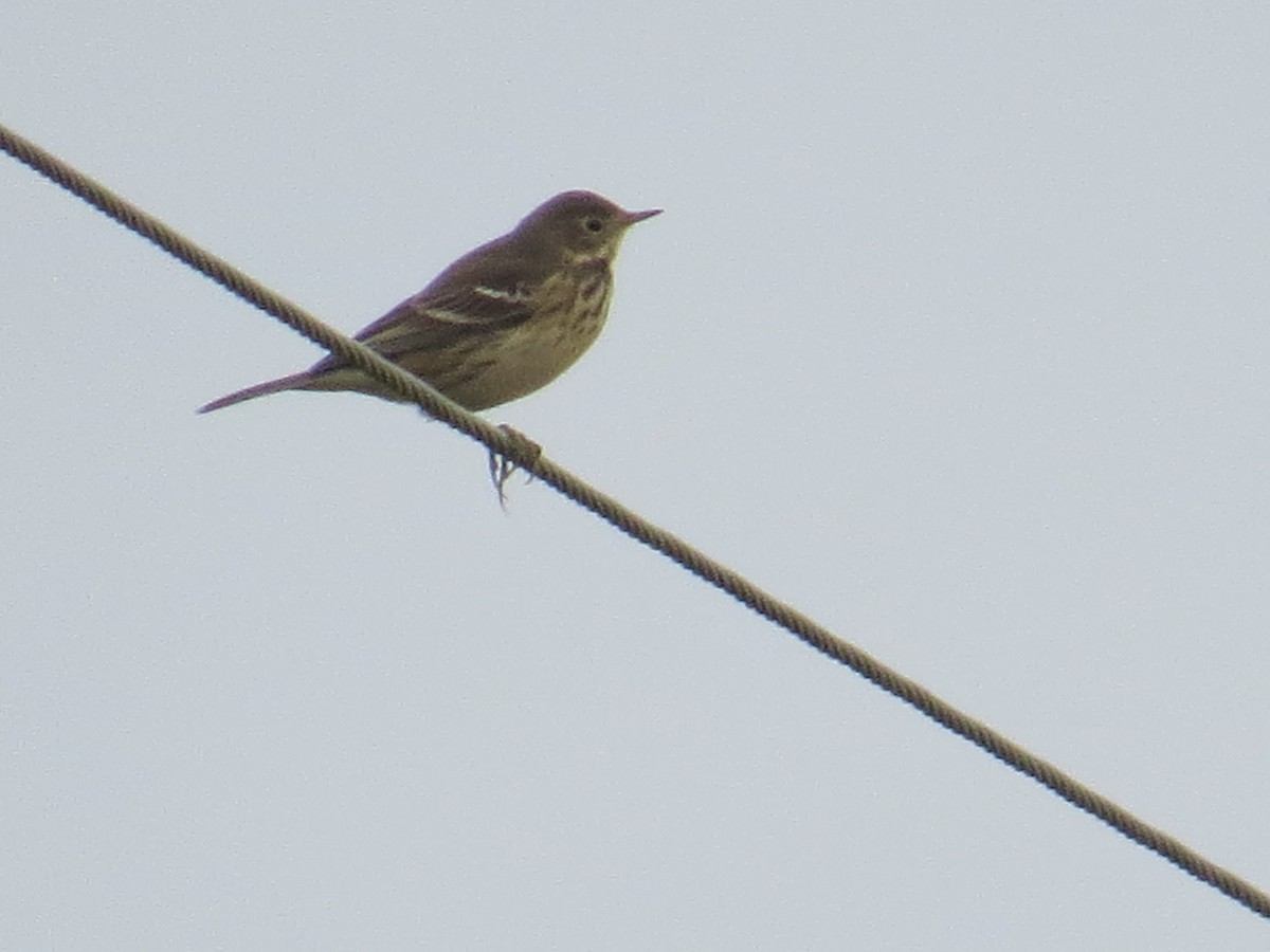 American Pipit - Ethan Maynard