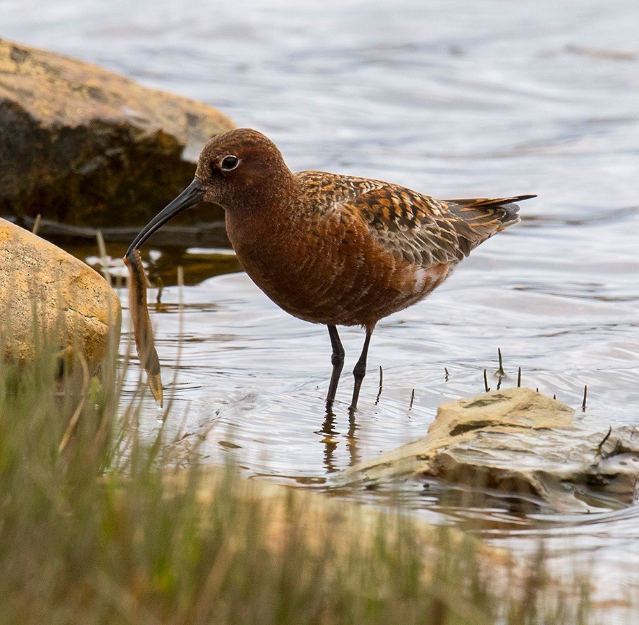 Curlew Sandpiper - Bruce Mactavish