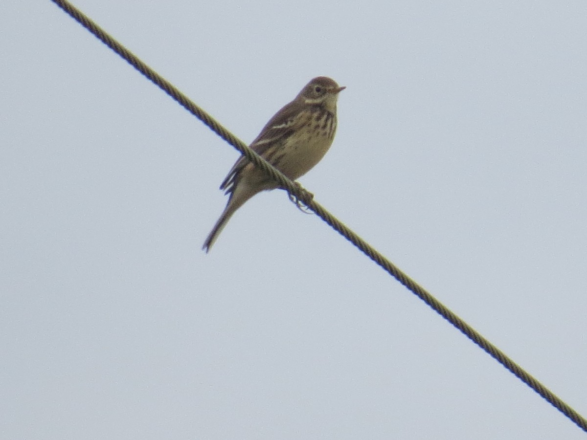 American Pipit - ML609936681