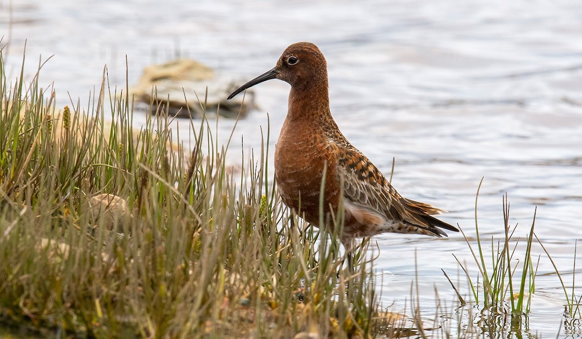 Curlew Sandpiper - ML609936682