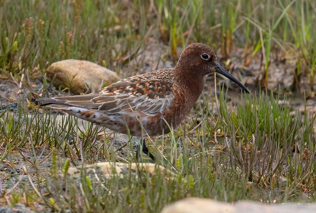 Curlew Sandpiper - ML609936683