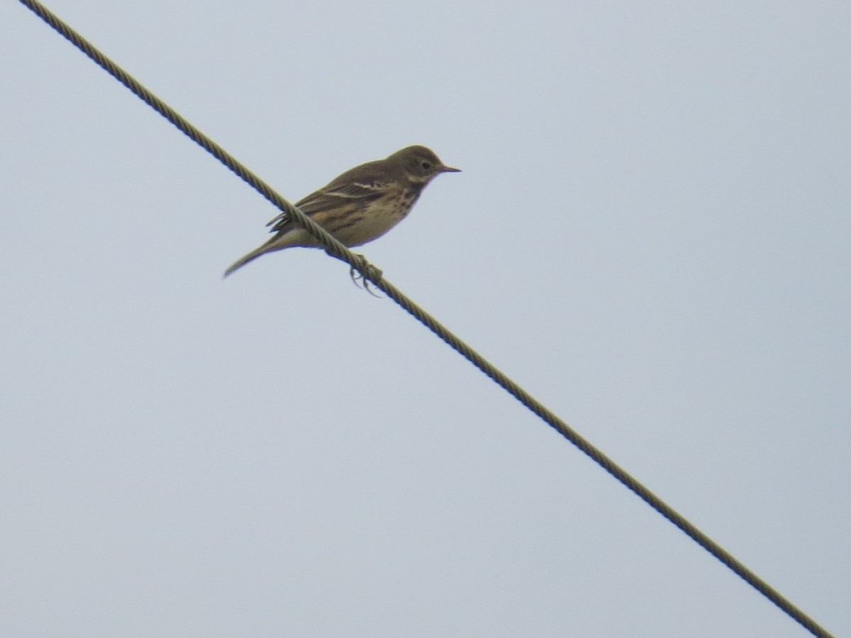 American Pipit - Ethan Maynard