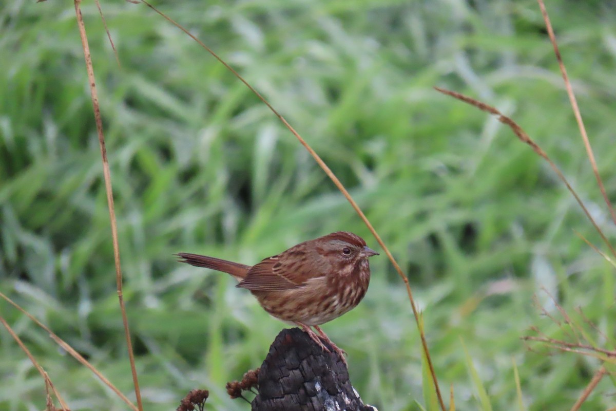 Song Sparrow - ML609936714