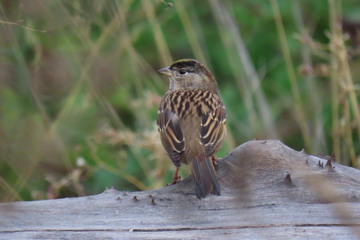 Golden-crowned Sparrow - ML609936740