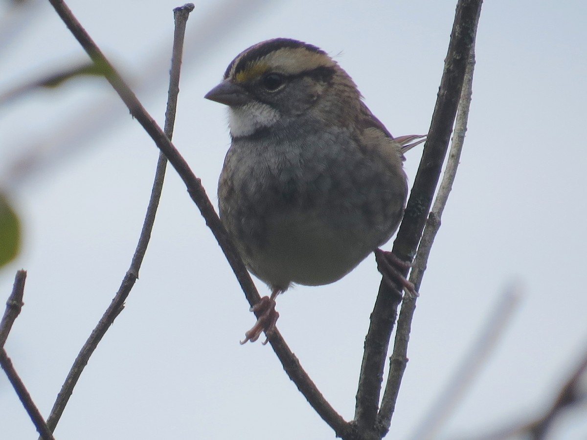 White-throated Sparrow - Ethan Maynard