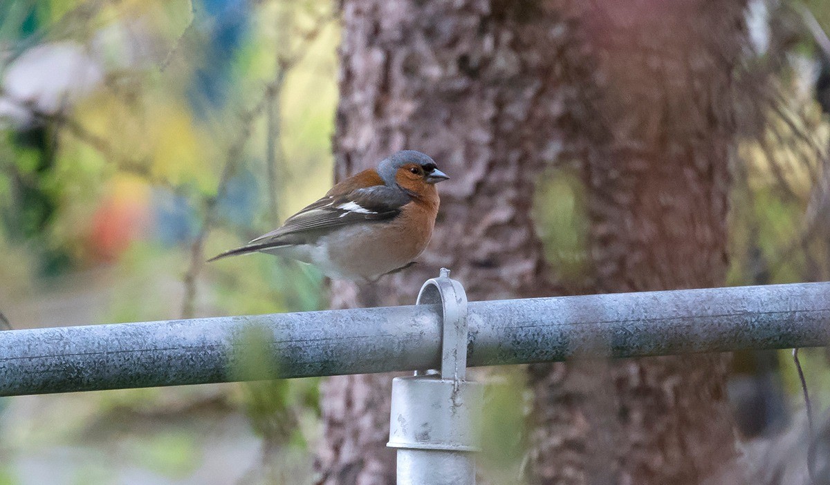 Common Chaffinch - ML609936844