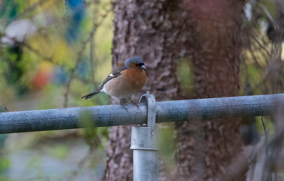 Common Chaffinch - ML609936845