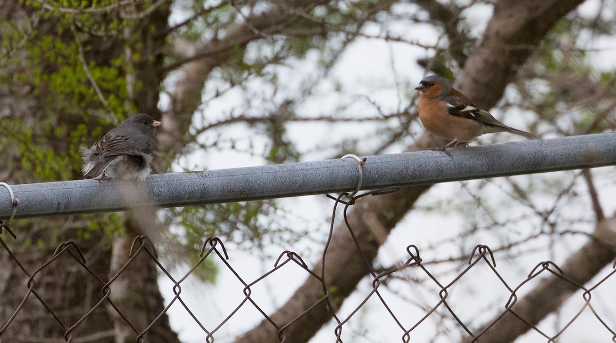 Common Chaffinch - ML609936846