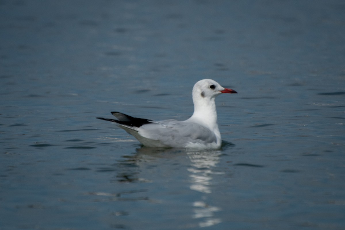 Mouette rieuse - ML609936914