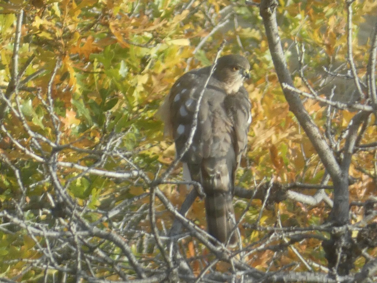 Sharp-shinned Hawk - ML609936970