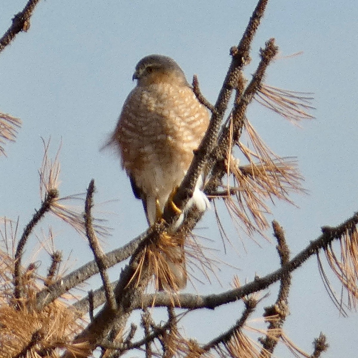 Sharp-shinned Hawk - ML609936971