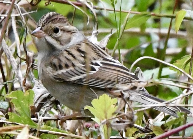 Clay-colored Sparrow - ML609937012