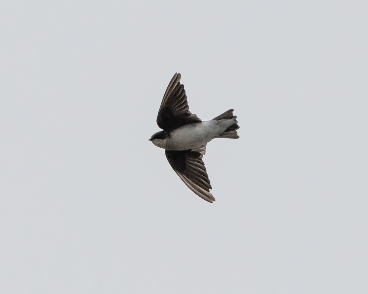 Tree Swallow - ML609937125