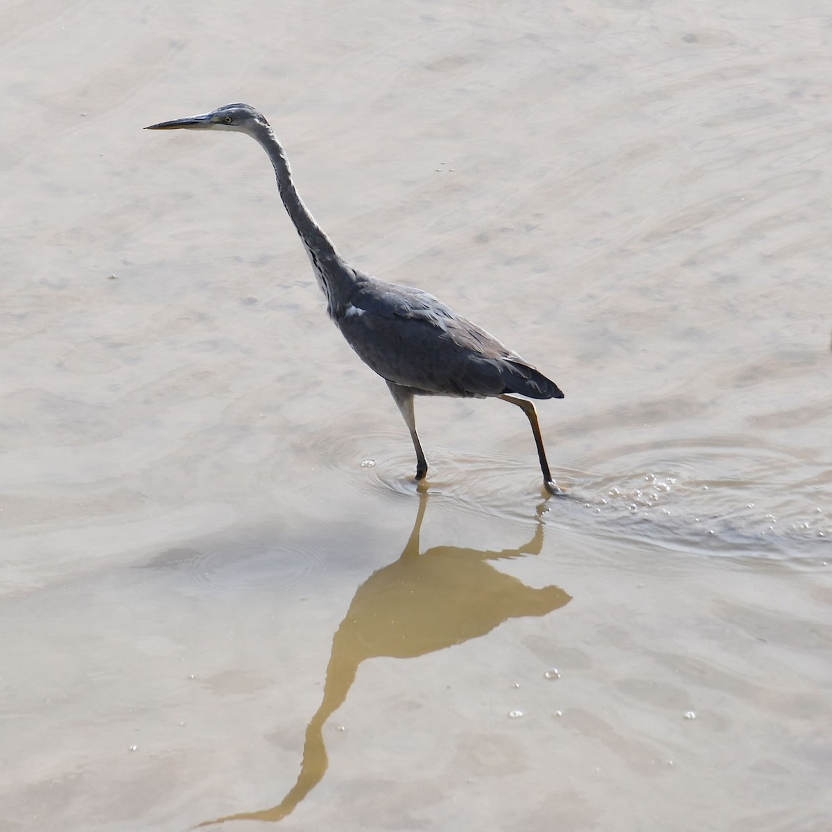 Gray Heron - ML609937127