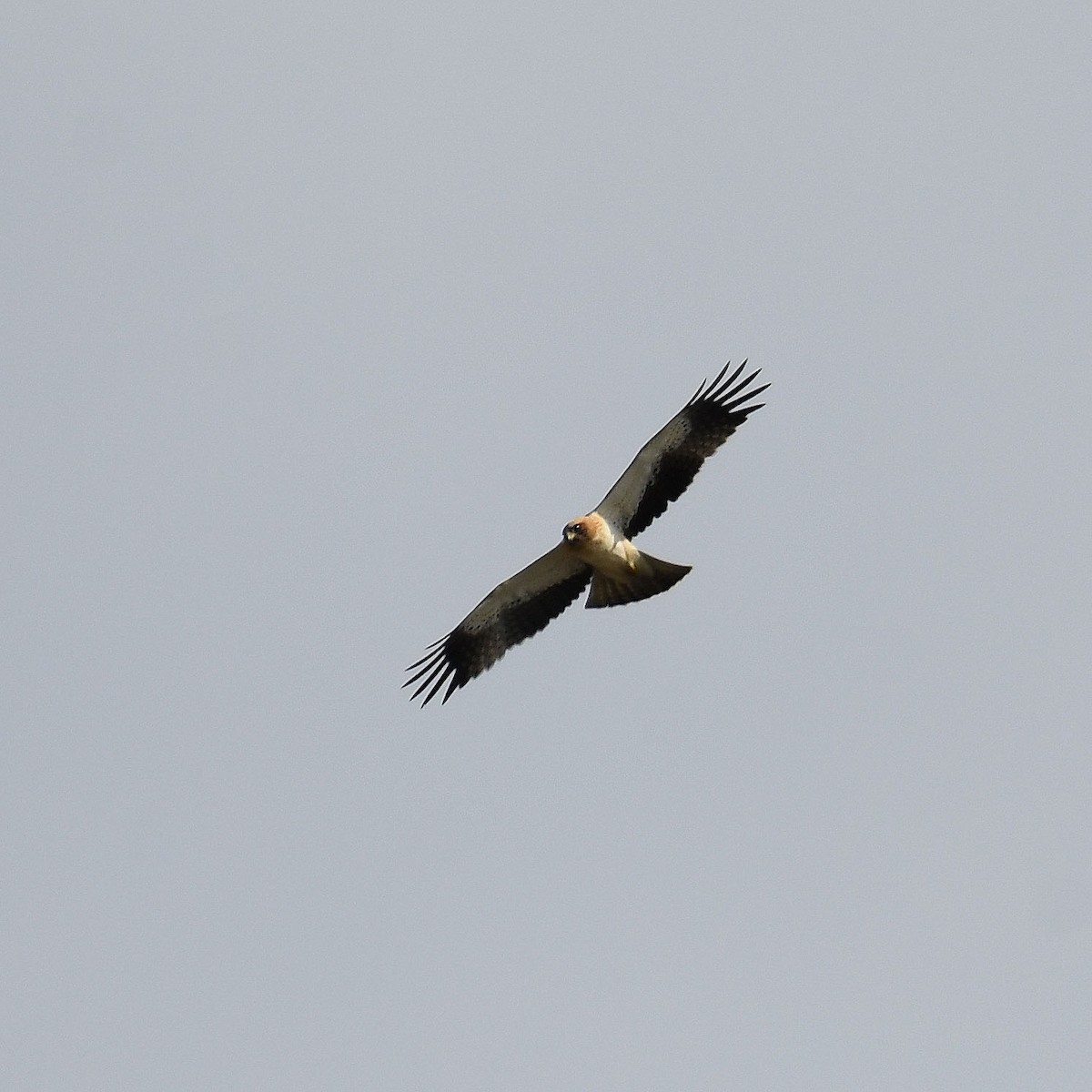 Booted Eagle - ML609937142