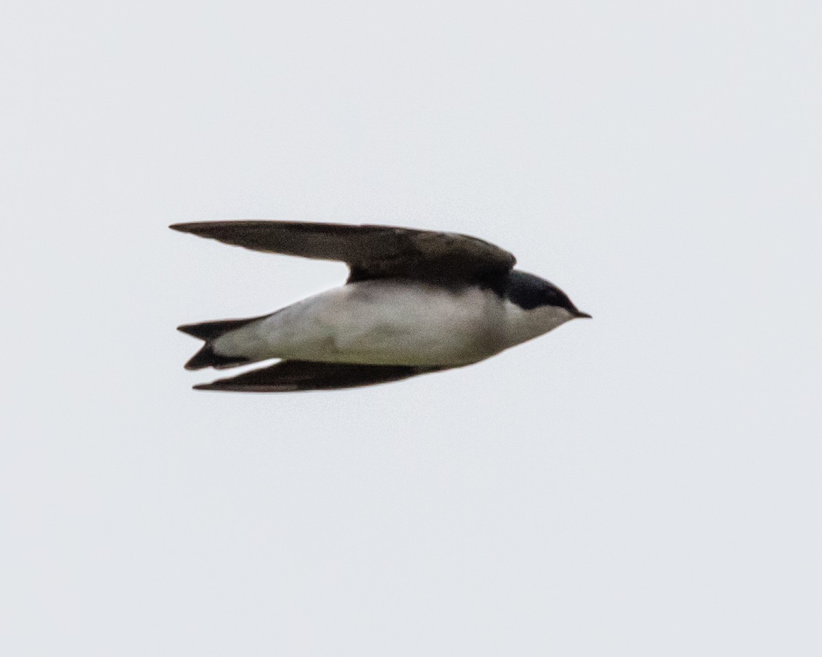 Tree Swallow - ML609937167