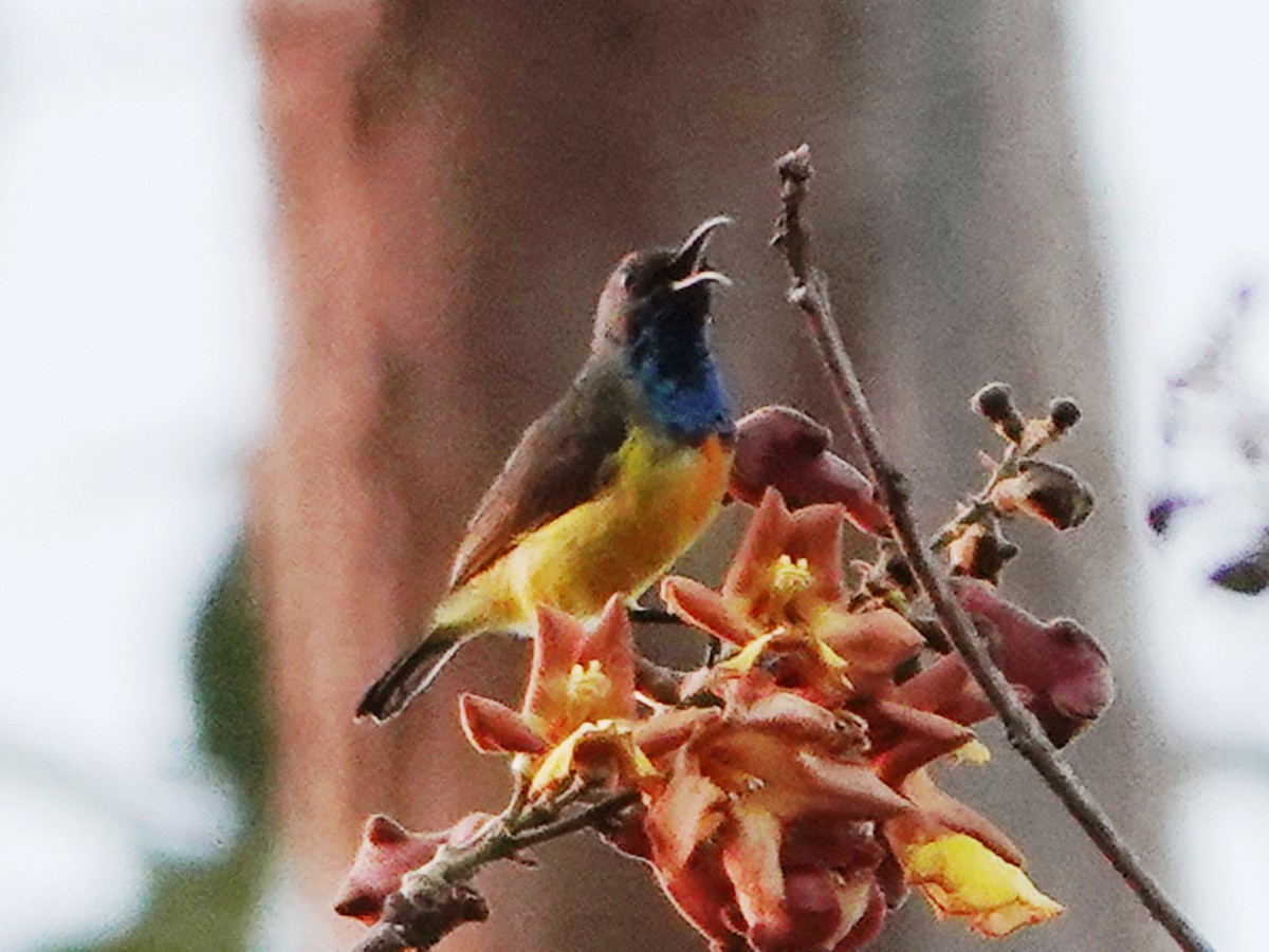 Apricot-breasted Sunbird - ML609937262