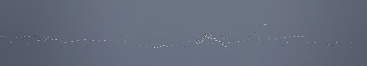 American White Pelican - ML609937323