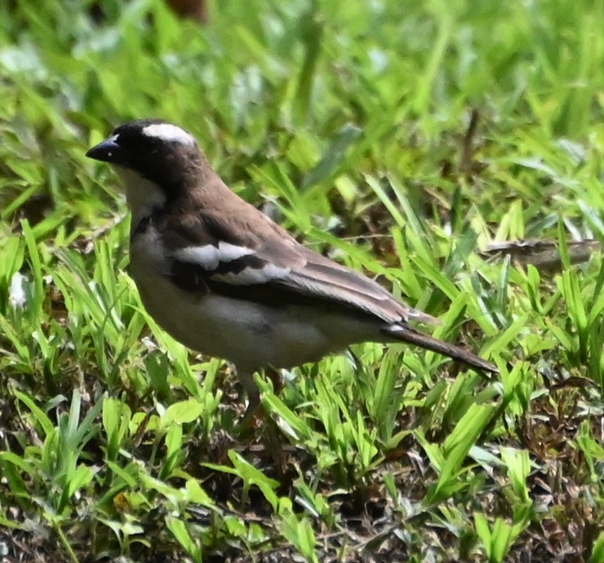 White-browed Sparrow-Weaver - ML609937391