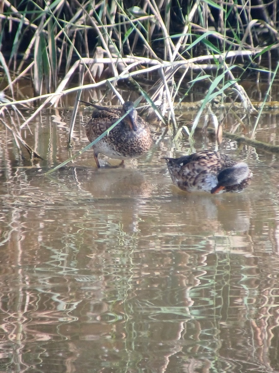 Gadwall - ML609937403