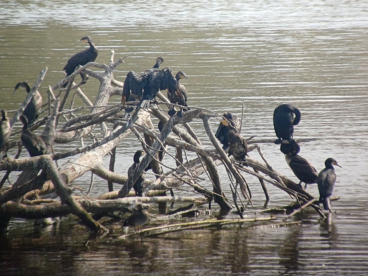 Great Cormorant - ML609937410