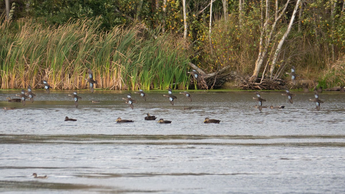 Blue-winged Teal - Andrew Bates