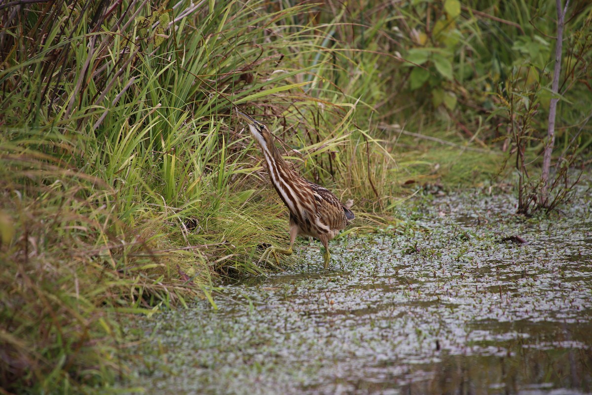 American Bittern - Emma Herald and Haley Boone