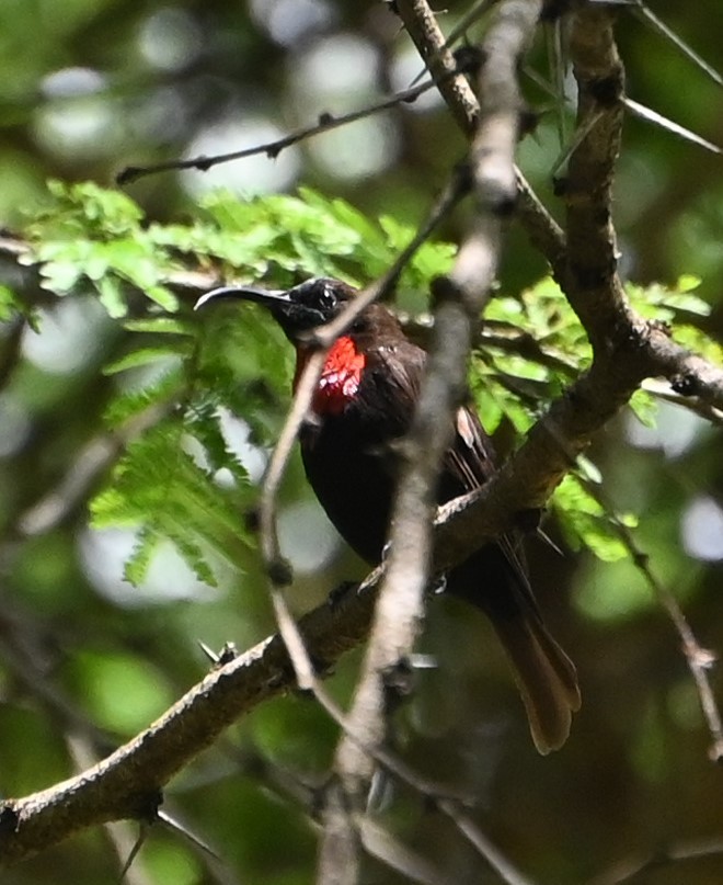 Scarlet-chested Sunbird - ML609937507