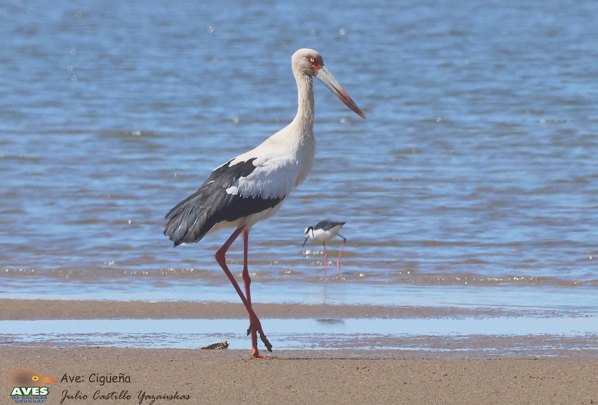 Maguari Stork - ML609937536