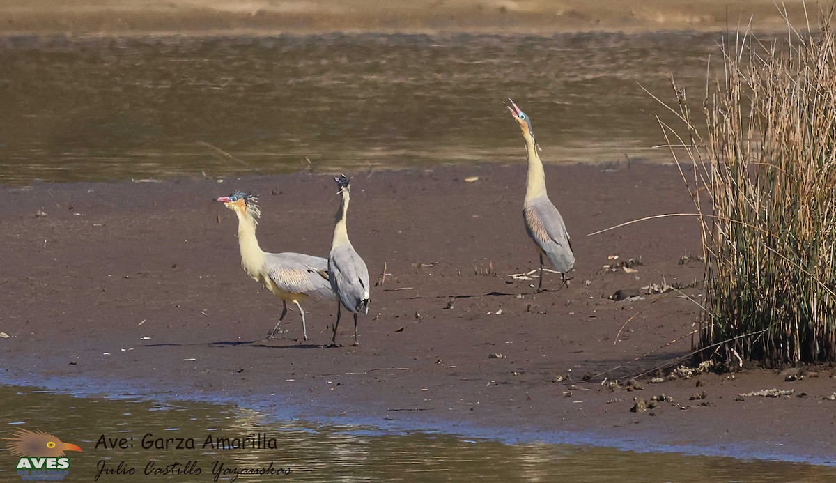 Whistling Heron - ML609937550