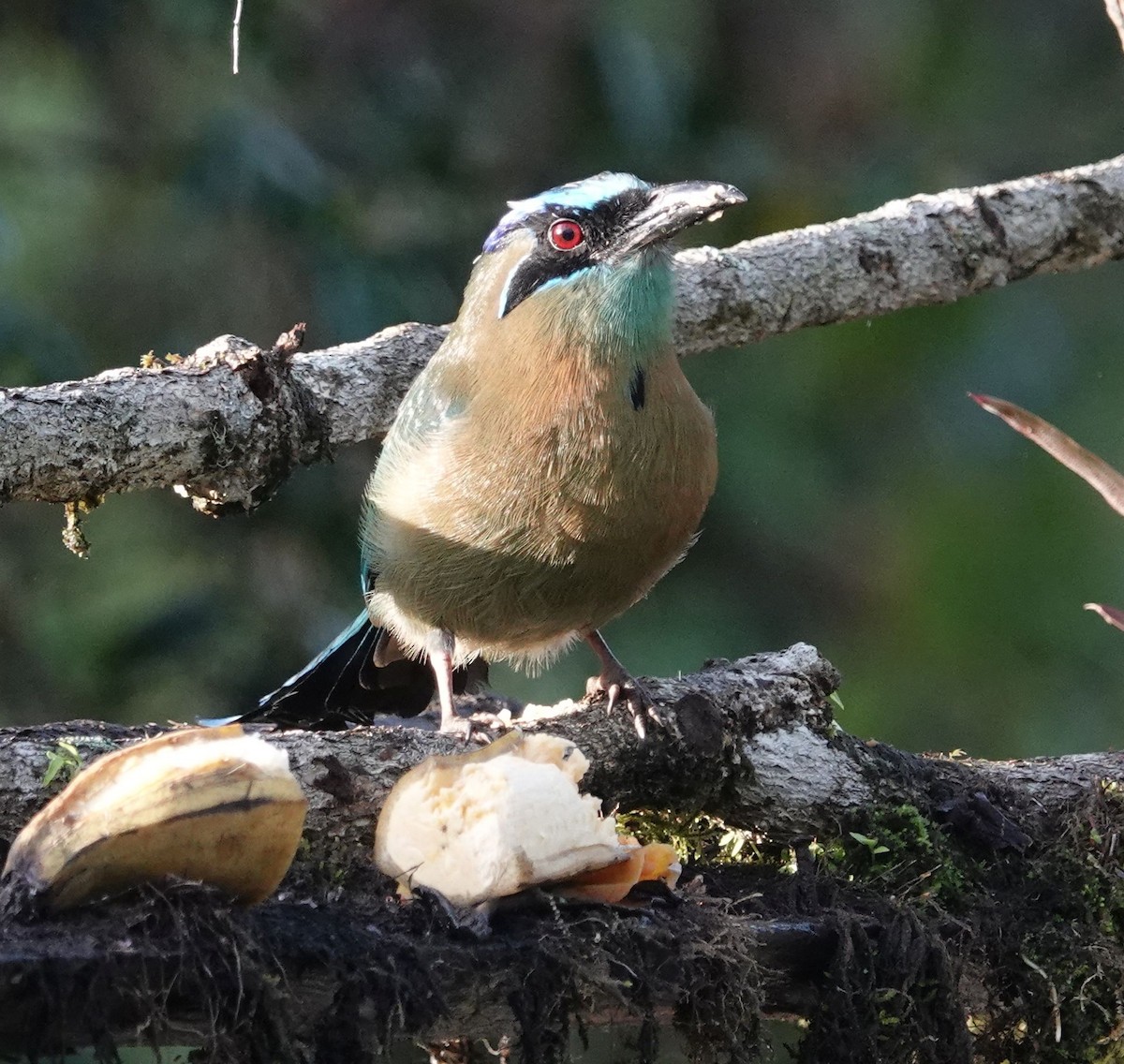 diademmotmot - ML609937576