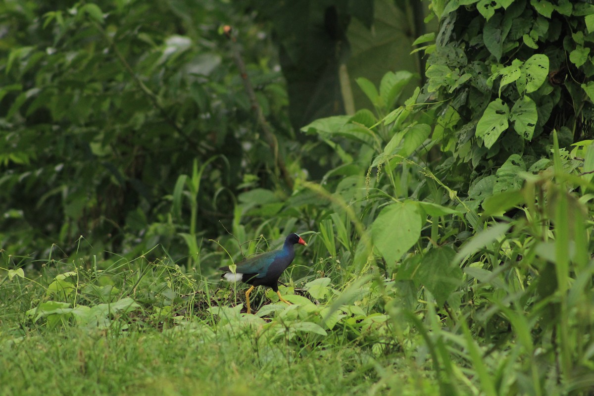 Purple Gallinule - ML609937580