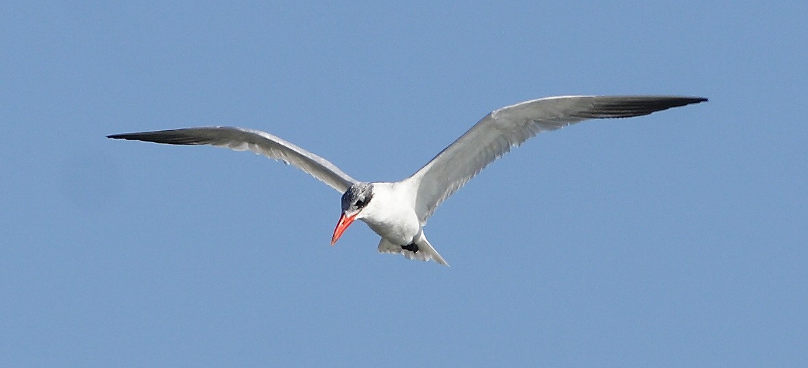 Caspian Tern - Dave Spier