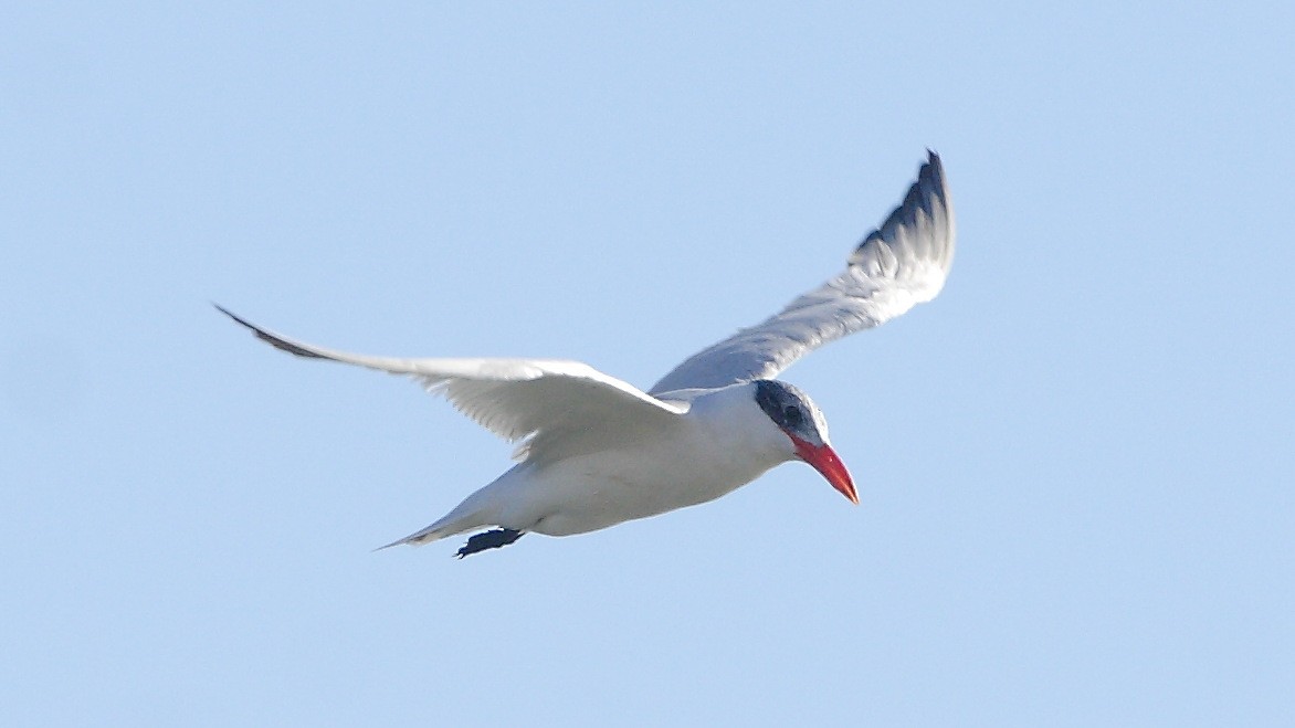 Caspian Tern - ML609937644