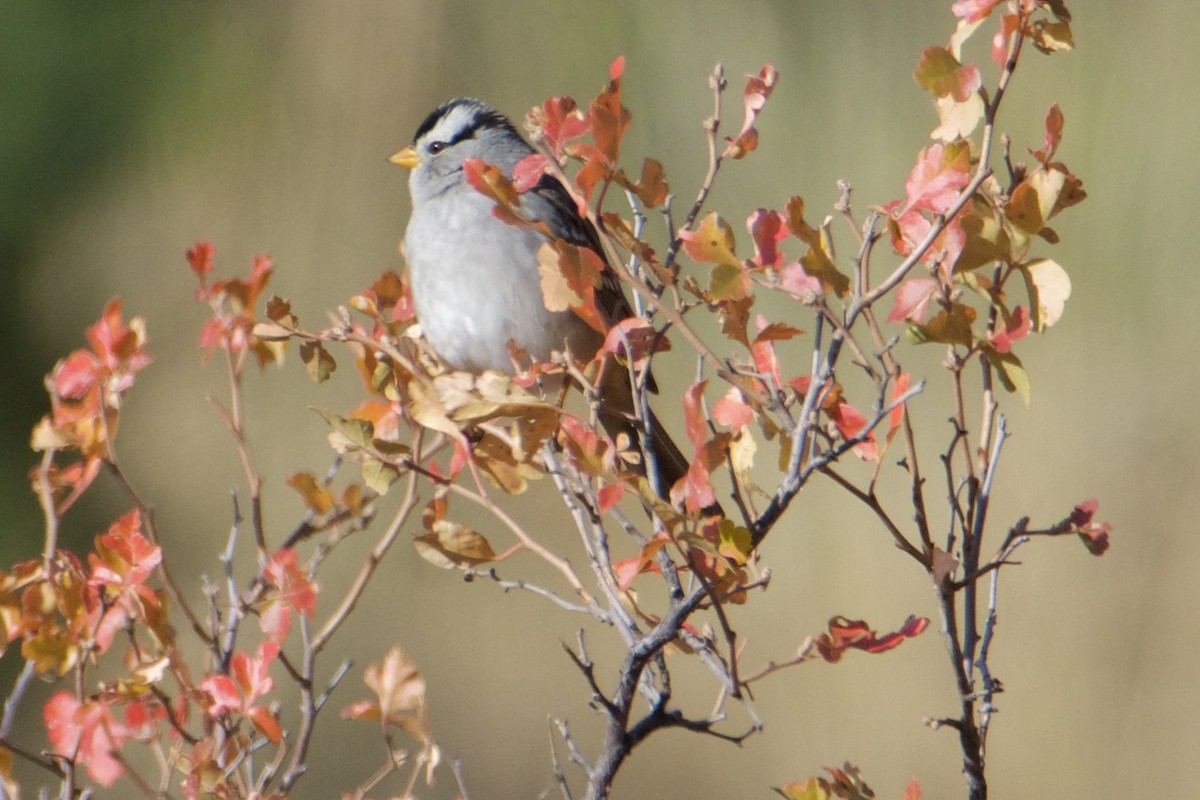White-crowned Sparrow - ML609937664