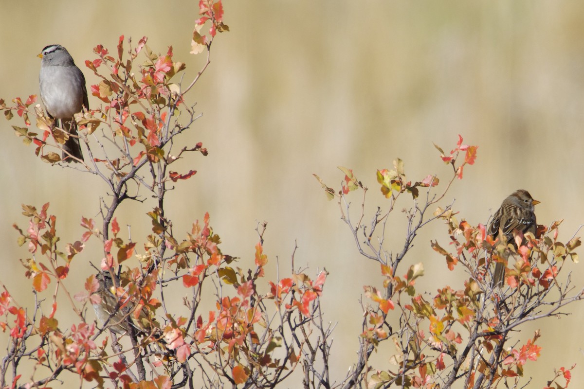 White-crowned Sparrow - ML609937665