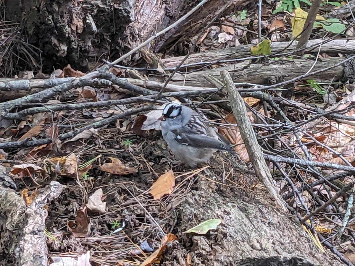 White-crowned Sparrow - ML609937964