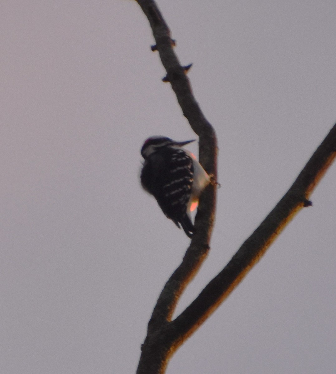 Hairy Woodpecker - Brad Jackson