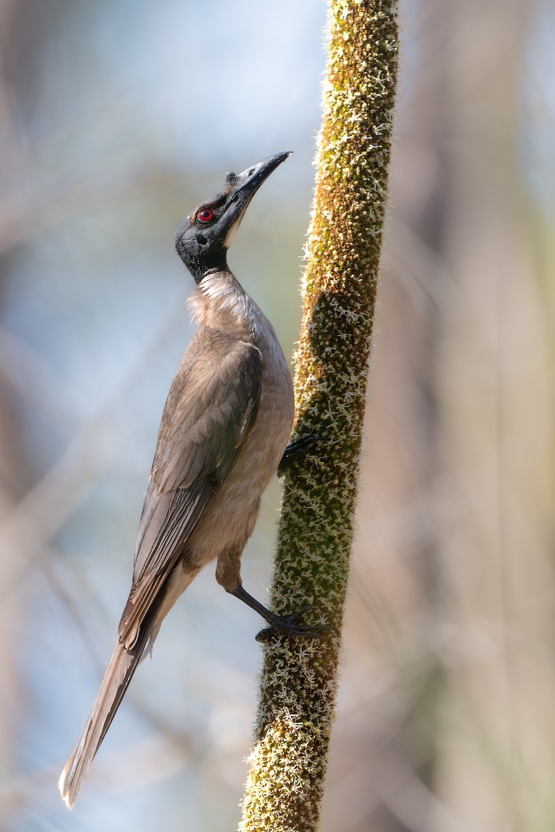 Noisy Friarbird - ML609938030