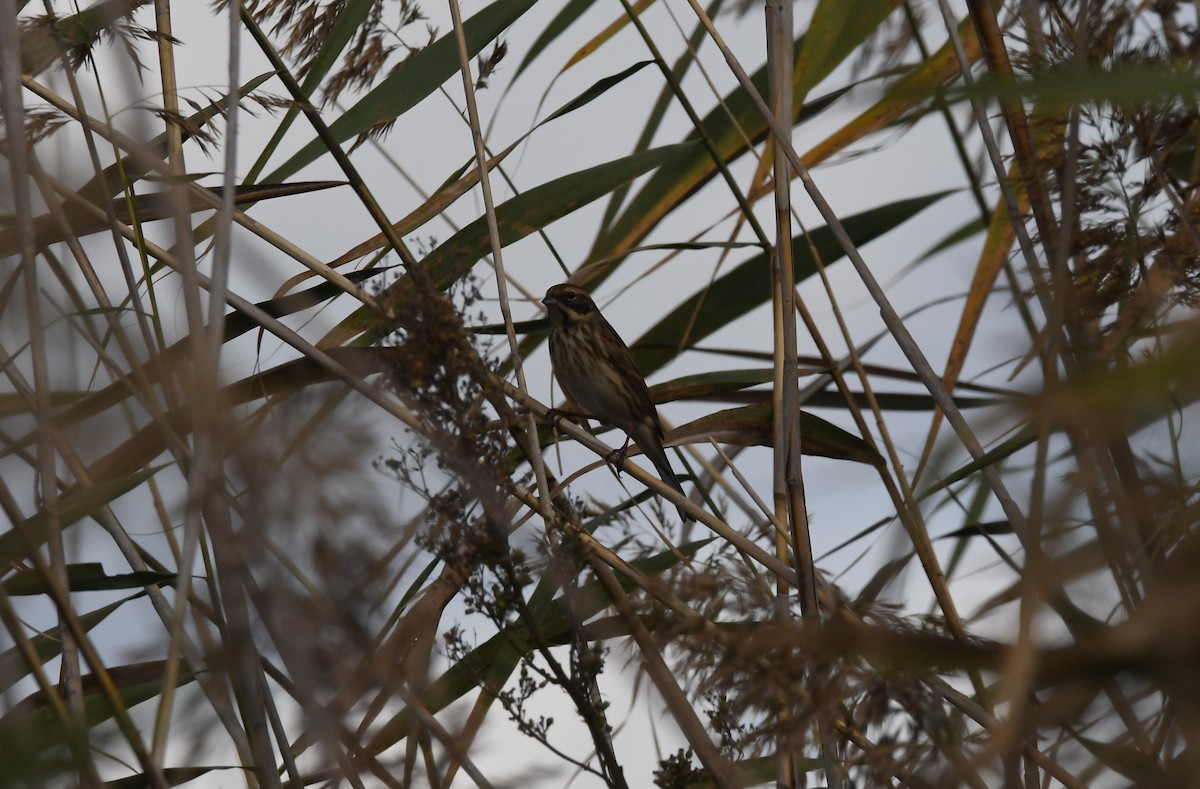 Reed Bunting - ML609938126