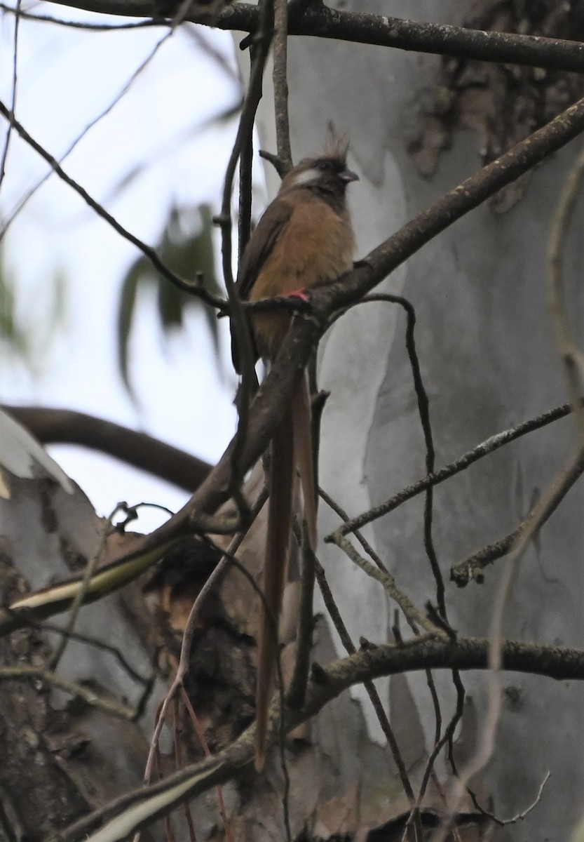Speckled Mousebird - ML609938134